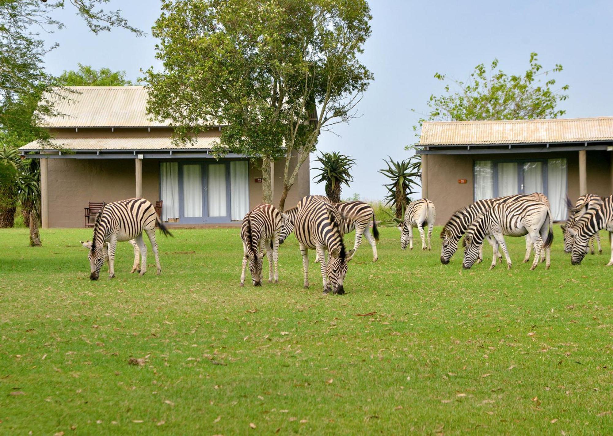 Tala Collection Game Reserve Silverton Extérieur photo